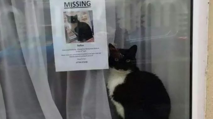 A-Cat-Went-Missing-And-Later-Found-Near-Its-Own-‘Missing-Cat-Poster