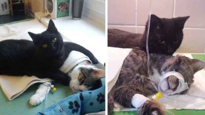 Incredible-Nurse-Kitty-From-Poland-Looks-After-Other-Animals-At-Animal-Shelter-1-1