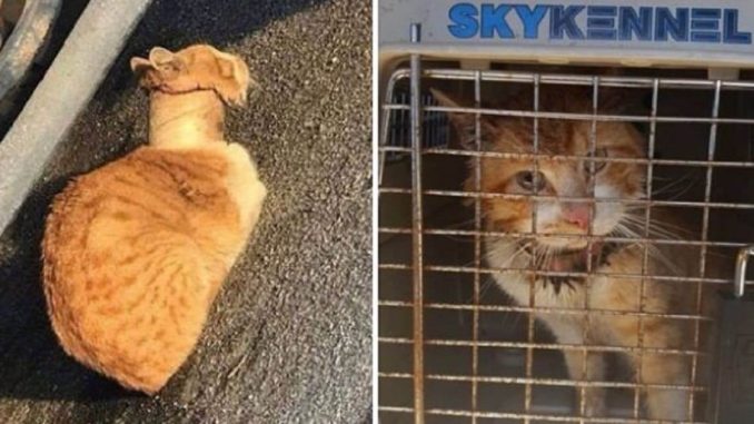 Rescuers-Save-Cat-With-Tape-Roll-Stuck-Around-Neck-And-Give-Him-A-Second-Chance
