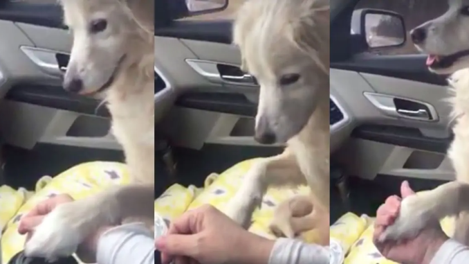 dog_holds_hands_featured.jpg