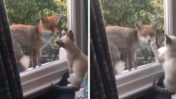 Zorro se hace amigo de un gatito a traves de la ventana