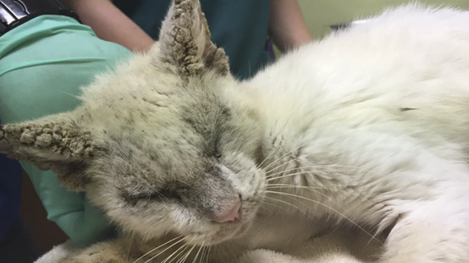 woman-rescue-blind-cat-recover-animal-friends-project-inc-fb3-800x445