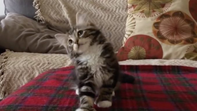 Kitty-Hears-His-Favorite-Song-But-When-He-Starts-Dancing…-This-Is-The-Best-Thing-Ever-Awww