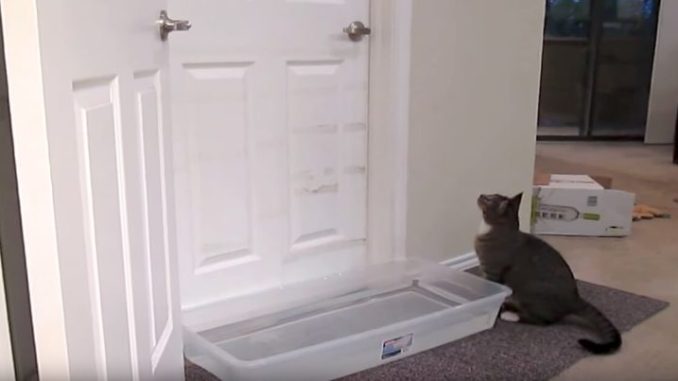 Clever-Kitten-Named-Mulder-Has-Figured-Out-How-To-Open-Doors-768x403